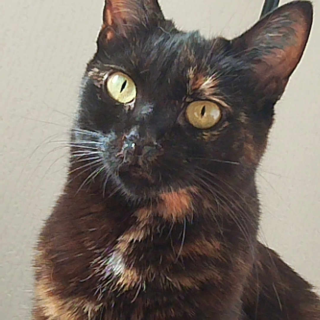 Suzy a rejoint le concours — aidez-le/la à gagner de superbes lots ! cat, tortoiseshell, black_cat, pet, animal, feline, portrait, close_up, mismatched_eyes, golden_eyes, ears, whiskers, fur, indoors, wall, sitting, alert, curious, vertical_photo, close_portrait