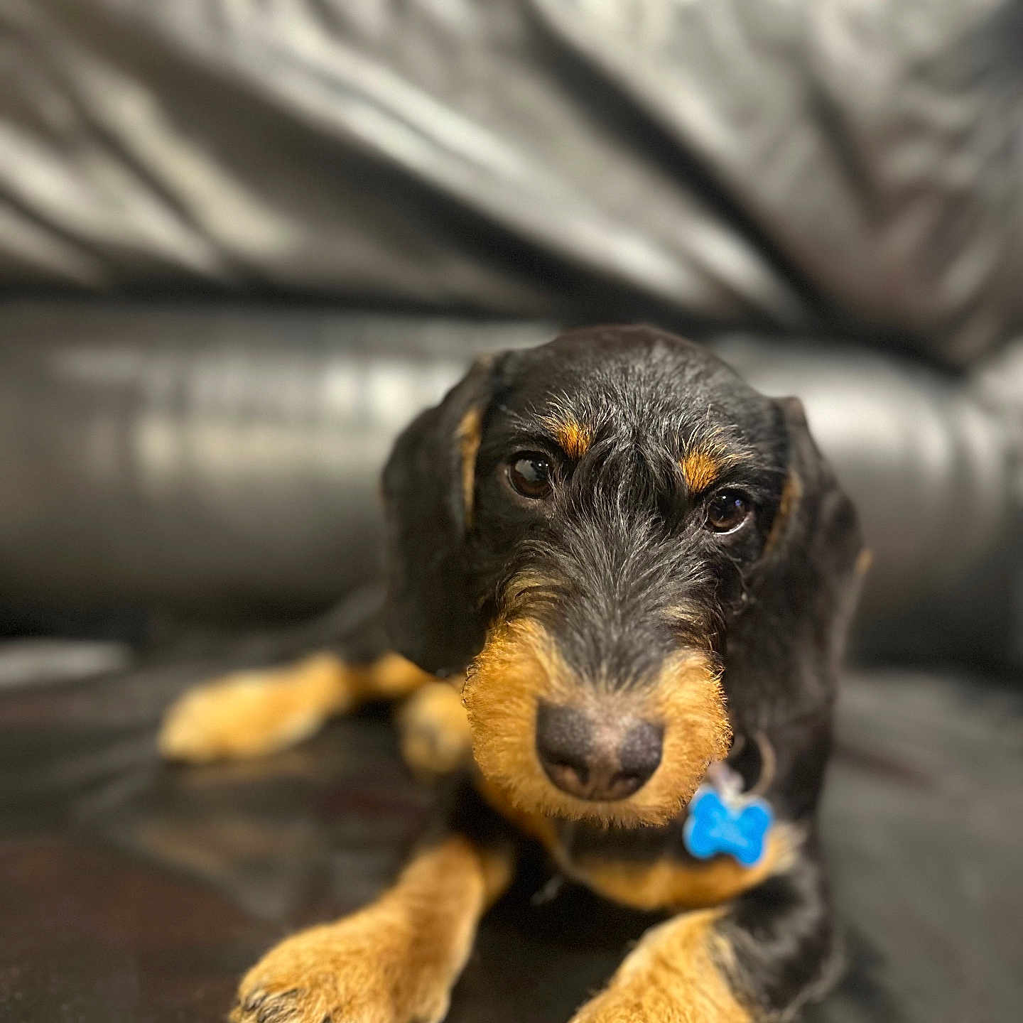 Zéphyr a rejoint le concours — aidez-le/la à gagner de superbes lots ! airedale, animal, architecture, building, canine, cockerspaniel, couch, dog, furniture, hound, indoors, livingroom, person, pet, poodle, puppy, room, sleeping, snout, terrier