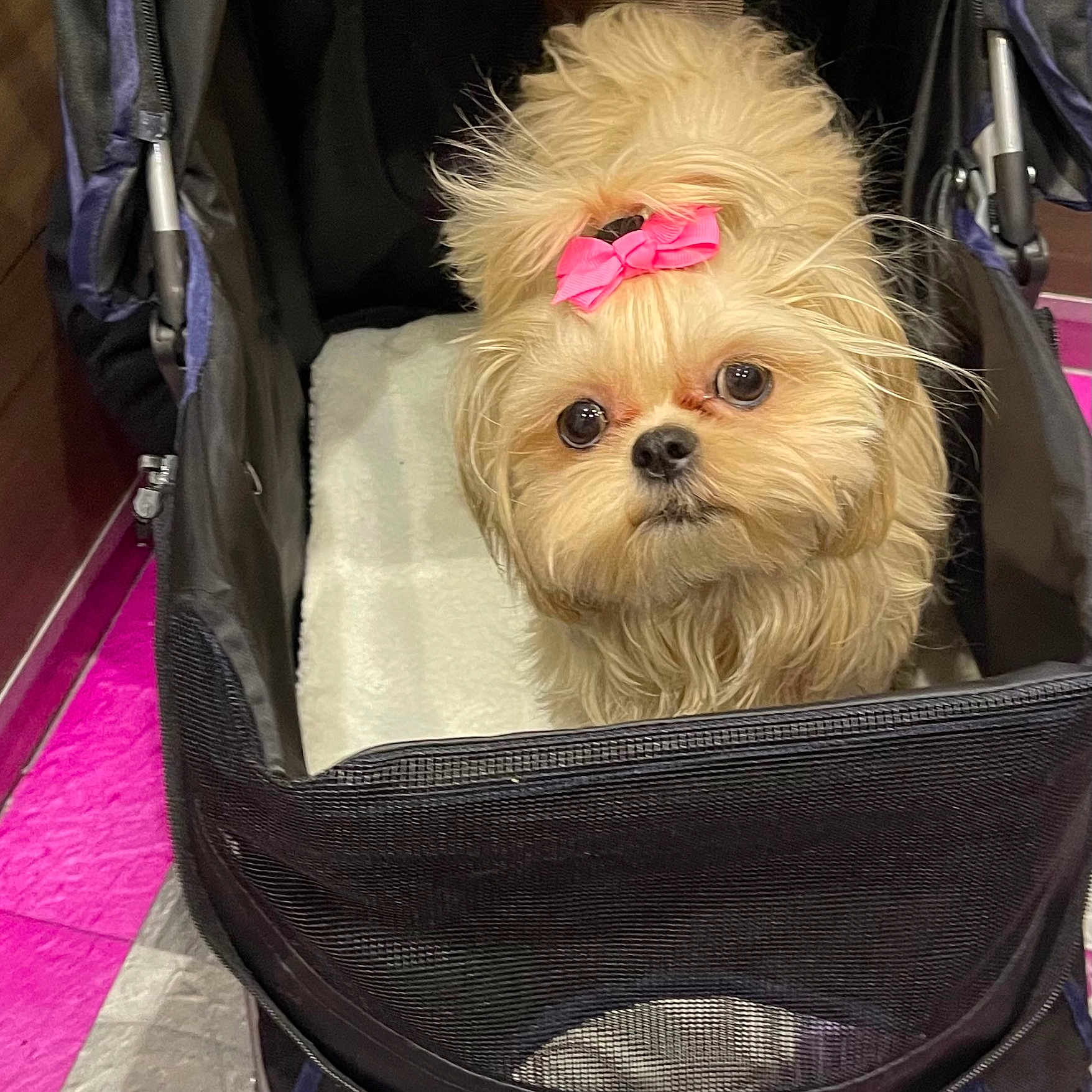 Gacy is registered to the contest to win money with this photo: accessories, animal, bag, baggage, canine, dog, dogbed, handbag, person, pet, puppy, walkingdog