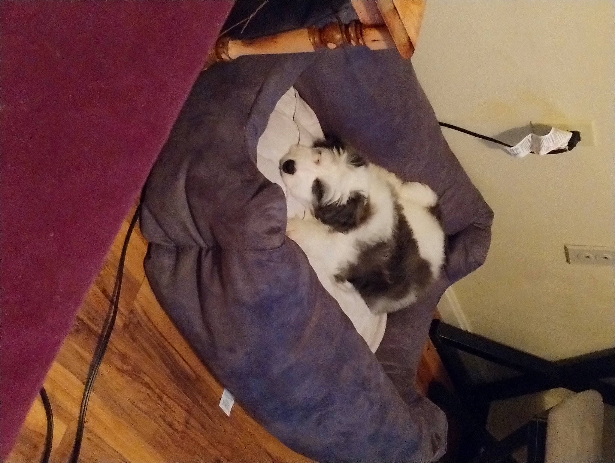 Akela is registered to the contest to win money with this photo: bag, canidae, carnivore, chair, comfort, companion_dog, dog, dog_breed, dog_supply, fawn, felidae, fur, german_spitz, hardwood, small_to_medium_sized_cats, sporting_group, tail, toy_dog, wood, working_animal