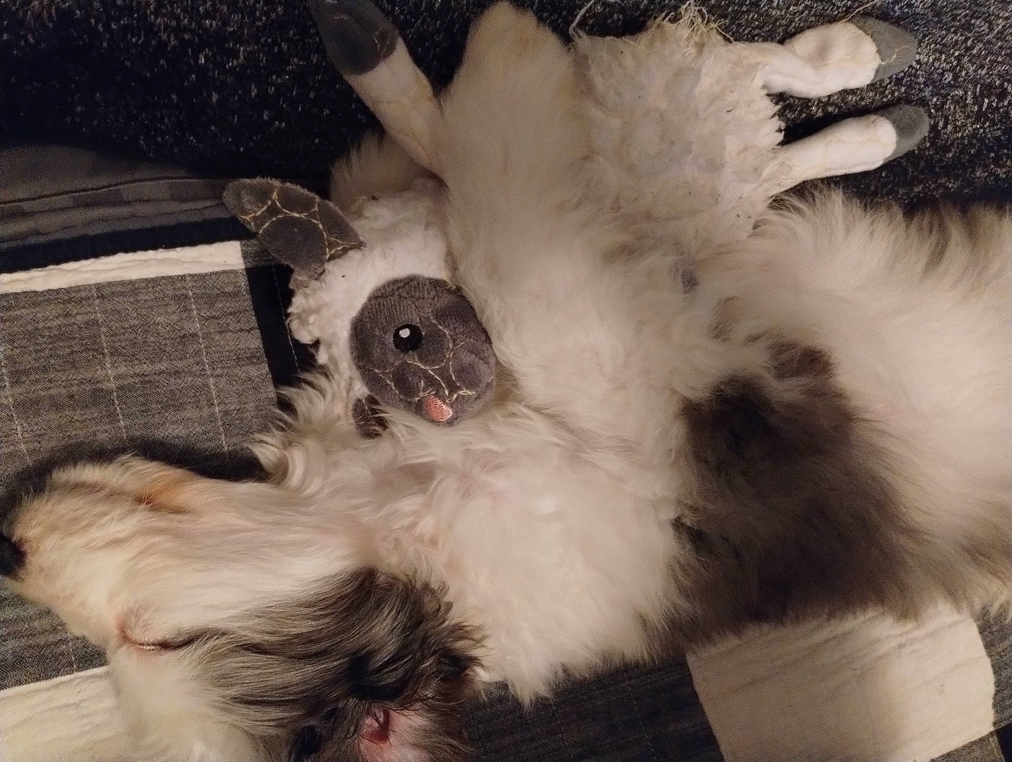 Akela is registered to the contest to win money with this photo: animal_product, bird_of_prey, canidae, carnivore, claw, comfort, companion_dog, dog_breed, feather, felidae, fur, paw, small_to_medium_sized_cats, snout, sporting_group, tail, toy, toy_dog, whiskers, wing