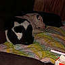 Princess Peach joined the competition — help win amazing prizes! animal, black_and_white, blanket, carton, comfort, couch, cozy, dog, domestic, furniture, home, indoor, low_light, pet, quiet, quilt, relaxation, resting, sleeping, wood_paneling