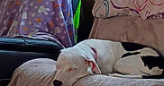 Princess Peach is registered to the contest to win money with this photo: black_spots, blanket, blanket_pattern, canine, couch, cozy, dog, domestic_animal, furniture, home, indoor, living_room, nap, pet, pillow, relaxation, resting, sleeping, white_dog, wood_paneling