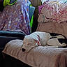 black_spots, blanket, blanket_pattern, canine, couch, cozy, dog, domestic_animal, furniture, home, indoor, living_room, nap, pet, pillow, relaxation, resting, sleeping, white_dog, wood_paneling