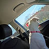Princess Peach joined the competition — help win amazing prizes! canine, car_interior, car_seat, daytime, dog, domestic_animal, headrest, leash, looking_out_window, nature_outside, pet, pink_collar, seatbelt, side_view, sky, sunlight, trees, vehicle, white_dog, window