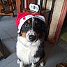dog, santa_hat, indoor, tile_floor, black_and_white_fur, brown_markings, pet, animal, looking_up, festive, holiday, cute, calm, household, wooden_furniture, calendar, floor, domestic, companion, portrait