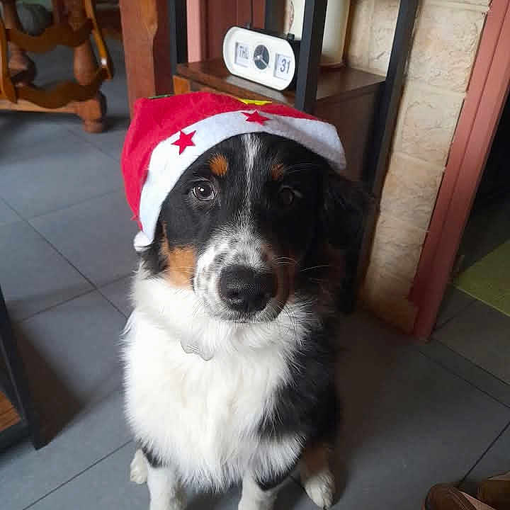 Blue a rejoint le concours — aidez-le/la à gagner de superbes lots ! dog, santa_hat, indoor, tile_floor, black_and_white_fur, brown_markings, pet, animal, looking_up, festive, holiday, cute, calm, household, wooden_furniture, calendar, floor, domestic, companion, portrait