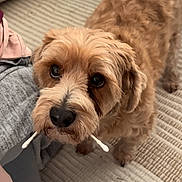Maximus is registered to the contest to win money with this photo: dog, puppy, fluffy, brown_fur, curly_fur, pet, animal, portrait, indoors, living_room, rug, couch, home, smartphone_screenshot, photo_gallery, cotton_swabs, holding_object, looking_at_camera, cute, funny