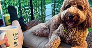 Toby Broadwater joined the competition — help win amazing prizes! dog, goldendoodle, curly_fur, fluffy, brown_dog, pet, lounging, sitting, open_mouth, tongue_out, outdoor, patio, garden, backyard, chair, wicker_furniture, cushion, coffee_mug, human, plants