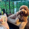 dog, goldendoodle, curly_fur, fluffy, brown_dog, pet, lounging, sitting, open_mouth, tongue_out, outdoor, patio, garden, backyard, chair, wicker_furniture, cushion, coffee_mug, human, plants