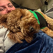 Toby Broadwater joined the competition — help win amazing prizes! dog, pet, curly_hair, brown_fur, harness, green, black, lying_down, bed, blanket, person, smiling, face, indoor, home, cozy, cuddle, portrait, animal, photography