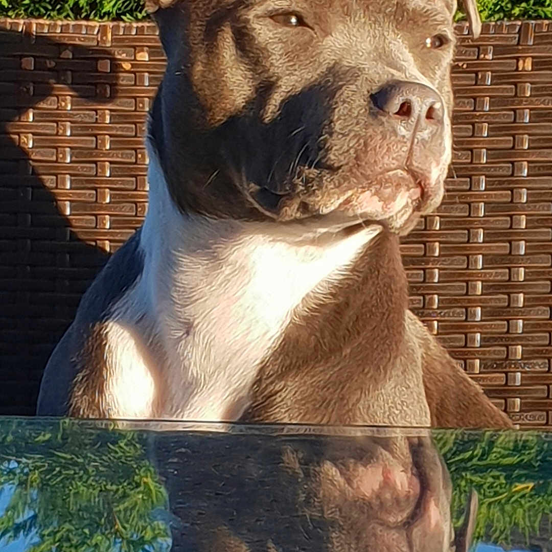 Pearl a rejoint le concours — aidez-le/la à gagner de superbes lots ! dog, reflection, outdoor, sunlight, brown, white, portrait, animal, pet, closeup, fence, nature, greenery, calm, serene, ears, snout, fur, daytime, canine