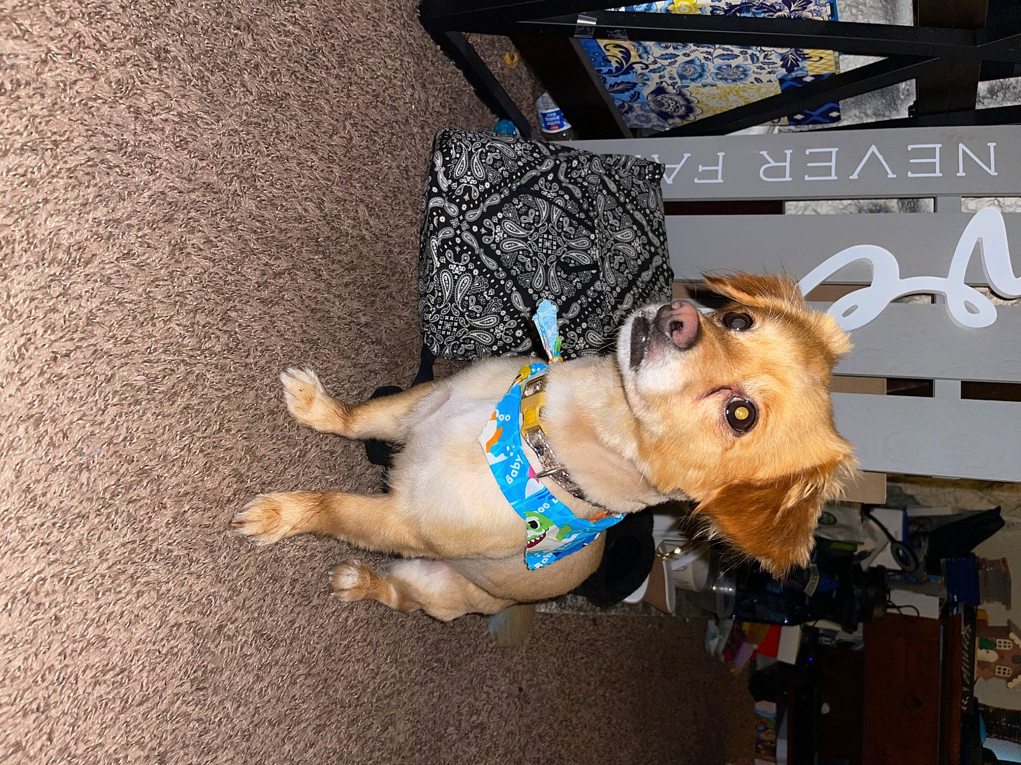 Chai is registered to the contest to win money with this photo: canidae, carnivore, collar, companion_dog, dog, dog_breed, dog_clothes, dog_collar, dog_supply, eyewear, fashion_accessory, fawn, flooring, fur, leash, pet_supply, snout, sporting_group, toy, working_animal