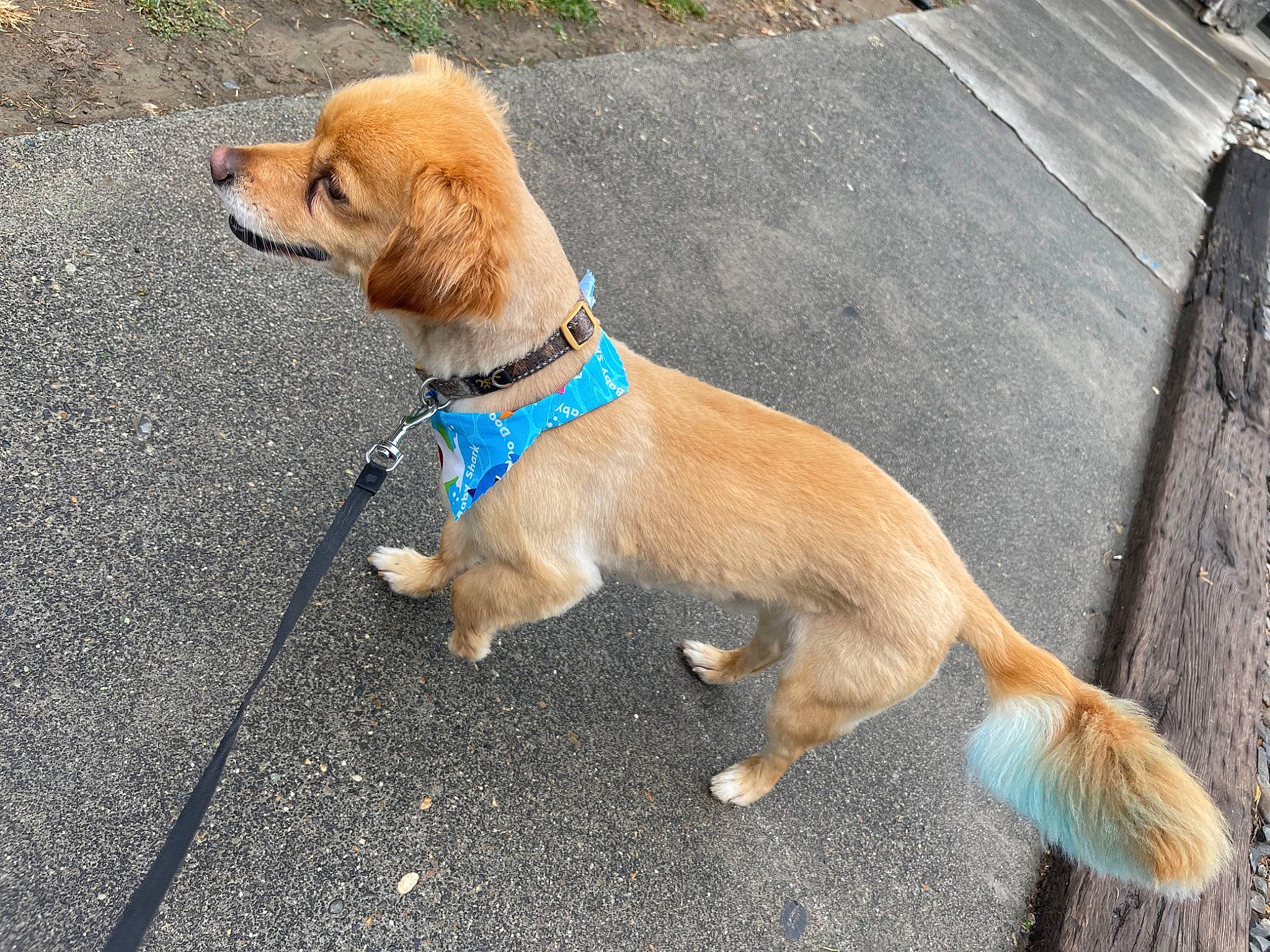 Chai joined the competition — help win amazing prizes! asphalt, carnivore, collar, companion_dog, dog, dog_breed, dog_collar, dog_supply, fawn, fur, leash, liver, pet_supply, road_surface, sidewalk, snout, sporting_group, tail, webbing, working_animal