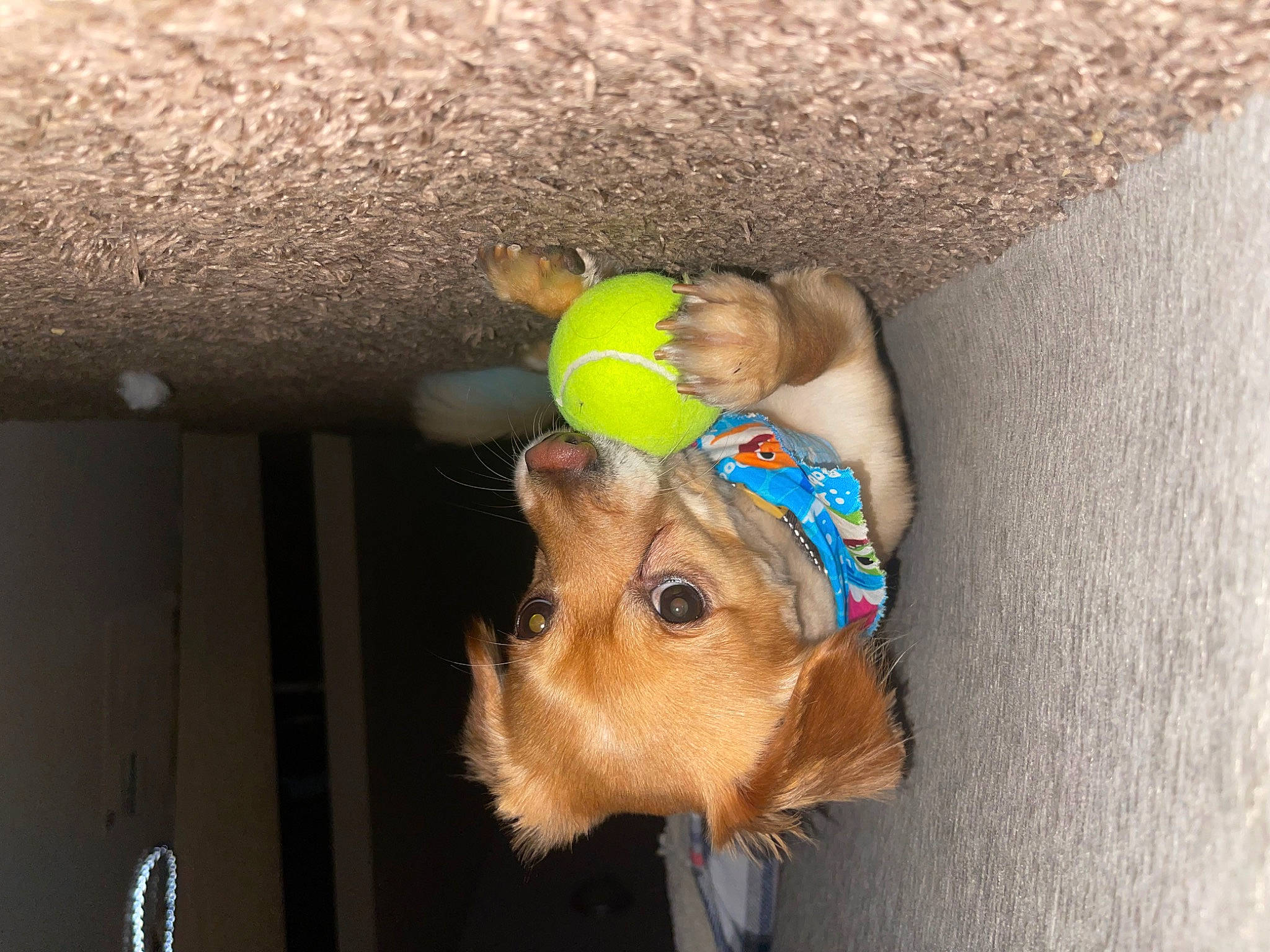 Chai is registered to the contest to win money with this photo: baby_toys, canidae, child, companion_dog, dog_supply, fashion_accessory, fawn, fun, fur, happy, headgear, organism, personal_protective_equipment, plush, snout, stuffed_toy, tennis_ball, toy, wood, working_animal