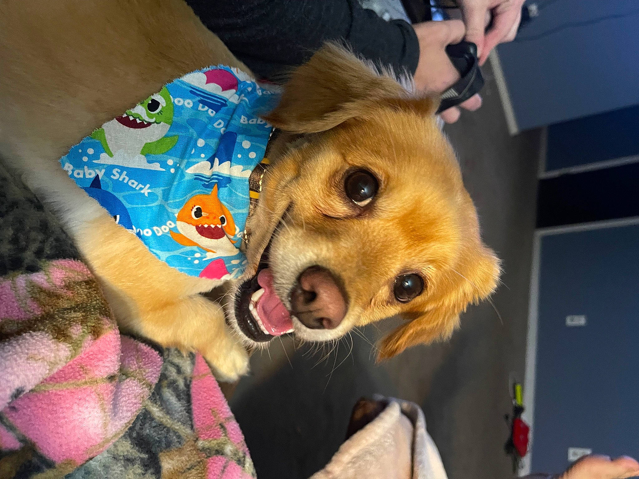 Chai joined the competition — help win amazing prizes! canidae, carnivore, companion_dog, dog, dog_breed, dog_clothes, dog_supply, fawn, fun, fur, snout, sporting_group, whiskers, working_animal