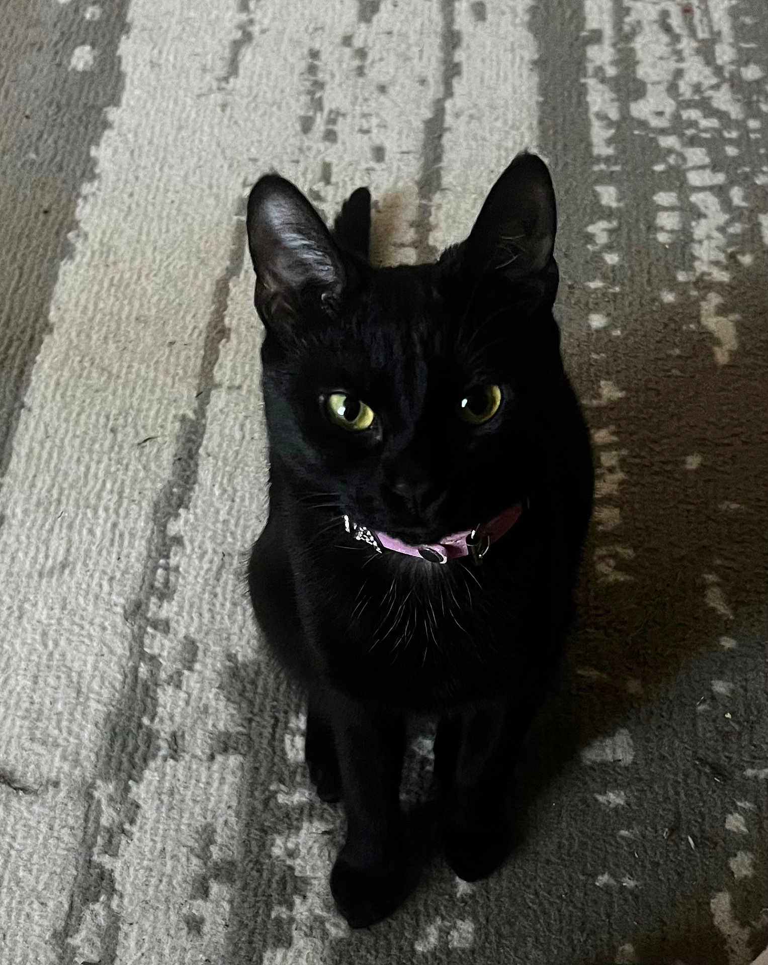 Salema is registered to the contest to win money with this photo: animal, black_cat, cat, collar, cute, domestic_cat, ears, indoor, looking_up, patterned_rug, pet, pink_collar, portrait, rug, shadow, short_fur, sitting, texture, whiskers, yellow_eyes