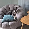 dog, grey_dog, armchair, plush_chair, cushion, teal_pillow, indoor, living_room, wooden_table, floor_tiles, curtains, relaxed, pet, furniture, minimalist, cozy, modern, domestic, animal, resting