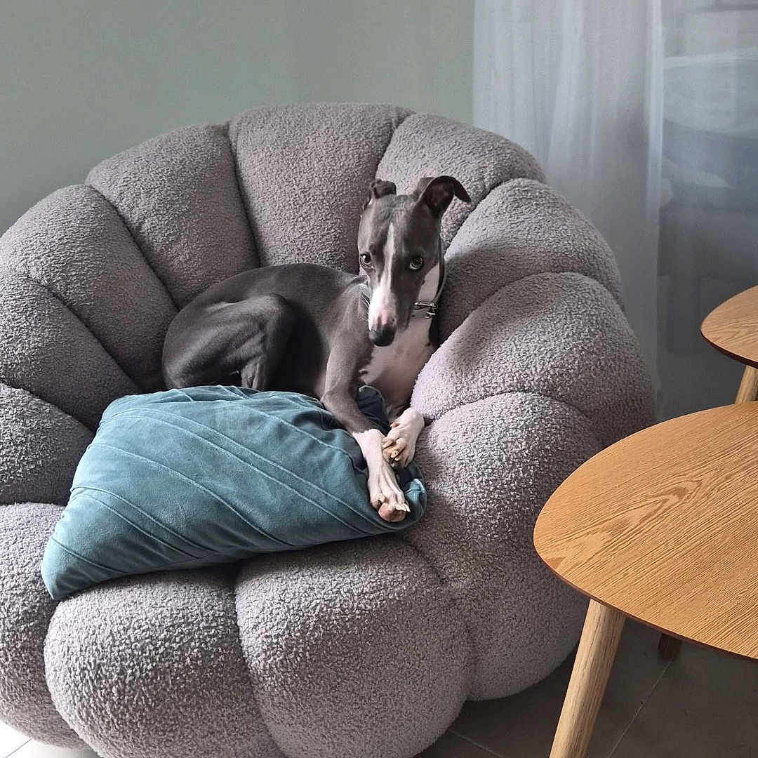 Nolly a rejoint le concours — aidez-le/la à gagner de superbes lots ! dog, grey_dog, armchair, plush_chair, cushion, teal_pillow, indoor, living_room, wooden_table, floor_tiles, curtains, relaxed, pet, furniture, minimalist, cozy, modern, domestic, animal, resting