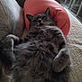 Gina a rejoint le concours — aidez-le/la à gagner de superbes lots ! animal, cat, comfort, couch, cozy, cute, feline, fluffy, fur, gray_cat, home, indoor, lying_down, pet, pillow, pink_pillow, relaxed, resting, tabby, whiskers