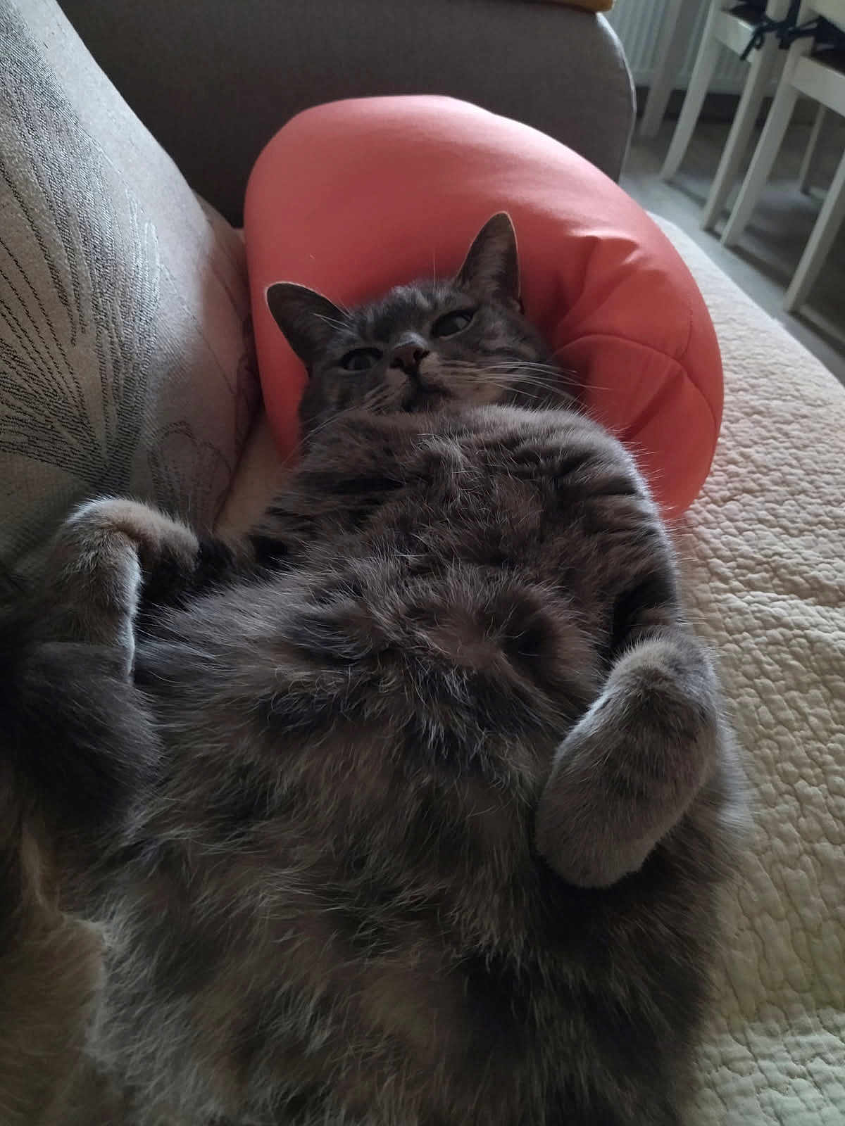 Gina a rejoint le concours — aidez-le/la à gagner de superbes lots ! animal, cat, comfort, couch, cozy, cute, feline, fluffy, fur, gray_cat, home, indoor, lying_down, pet, pillow, pink_pillow, relaxed, resting, tabby, whiskers