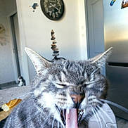Gina participe au concours pour gagner de l'argent avec cette photo : appliance, blurred_background, cat, clock, domestic_animal, door, feline, fur, gray_cat, indoor, kitchen, mouth_open, pet, second_cat, stacked_stones, tabby, tablecloth, tongue_out, whiskers, yawning