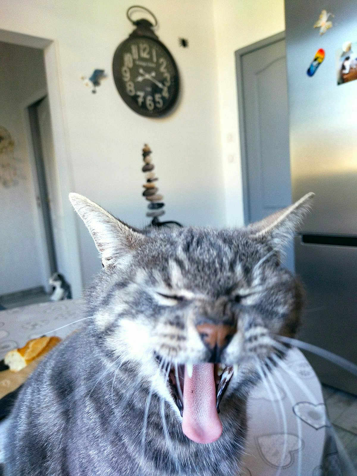 Gina participe au concours pour gagner de l'argent avec cette photo : appliance, blurred_background, cat, clock, domestic_animal, door, feline, fur, gray_cat, indoor, kitchen, mouth_open, pet, second_cat, stacked_stones, tabby, tablecloth, tongue_out, whiskers, yawning