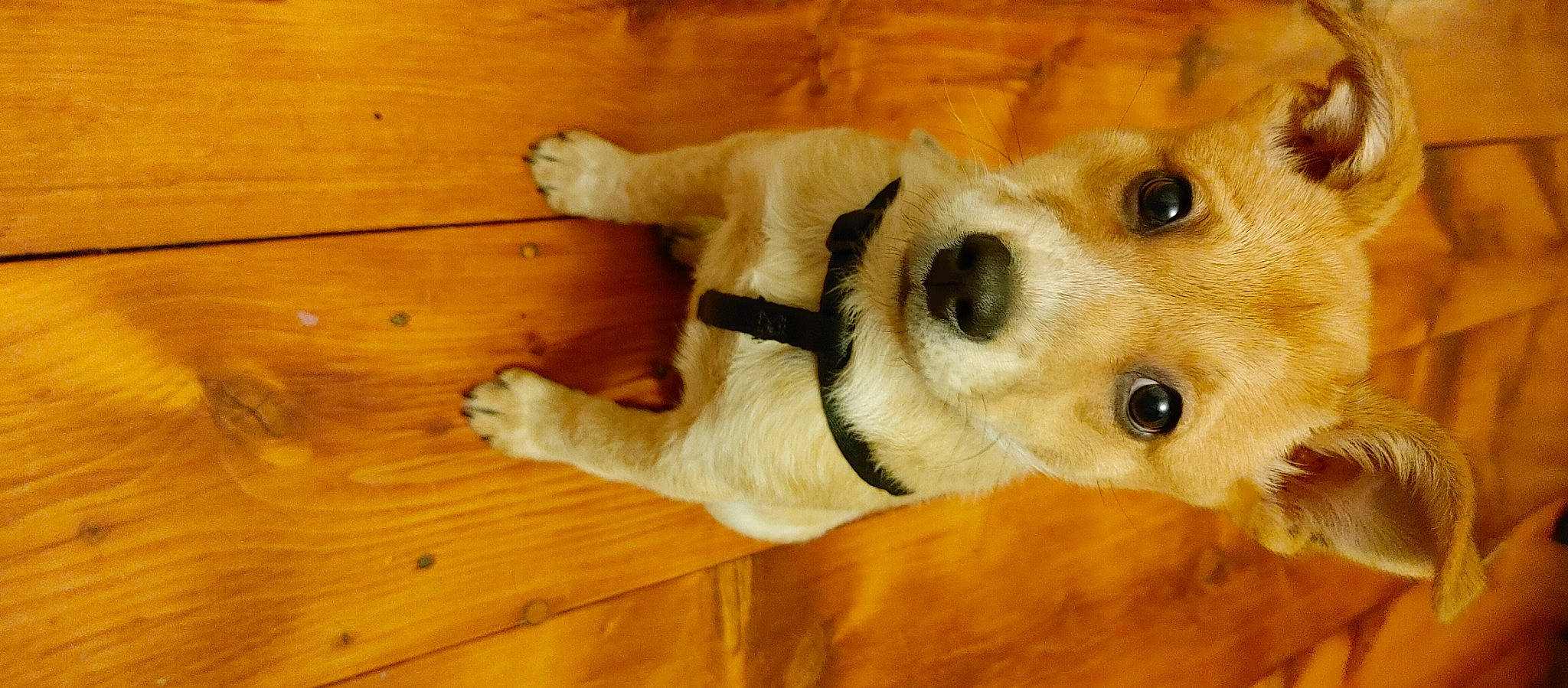 Finnie joined the competition — help win amazing prizes! carnivore, dog, dog_breed, dog_supply, fawn, floor, flooring, fur, hardwood, laminate_flooring, pet_supply, plywood, snout, tan, terrestrial_animal, vertebrate, whiskers, wood, wood_flooring, wood_stain