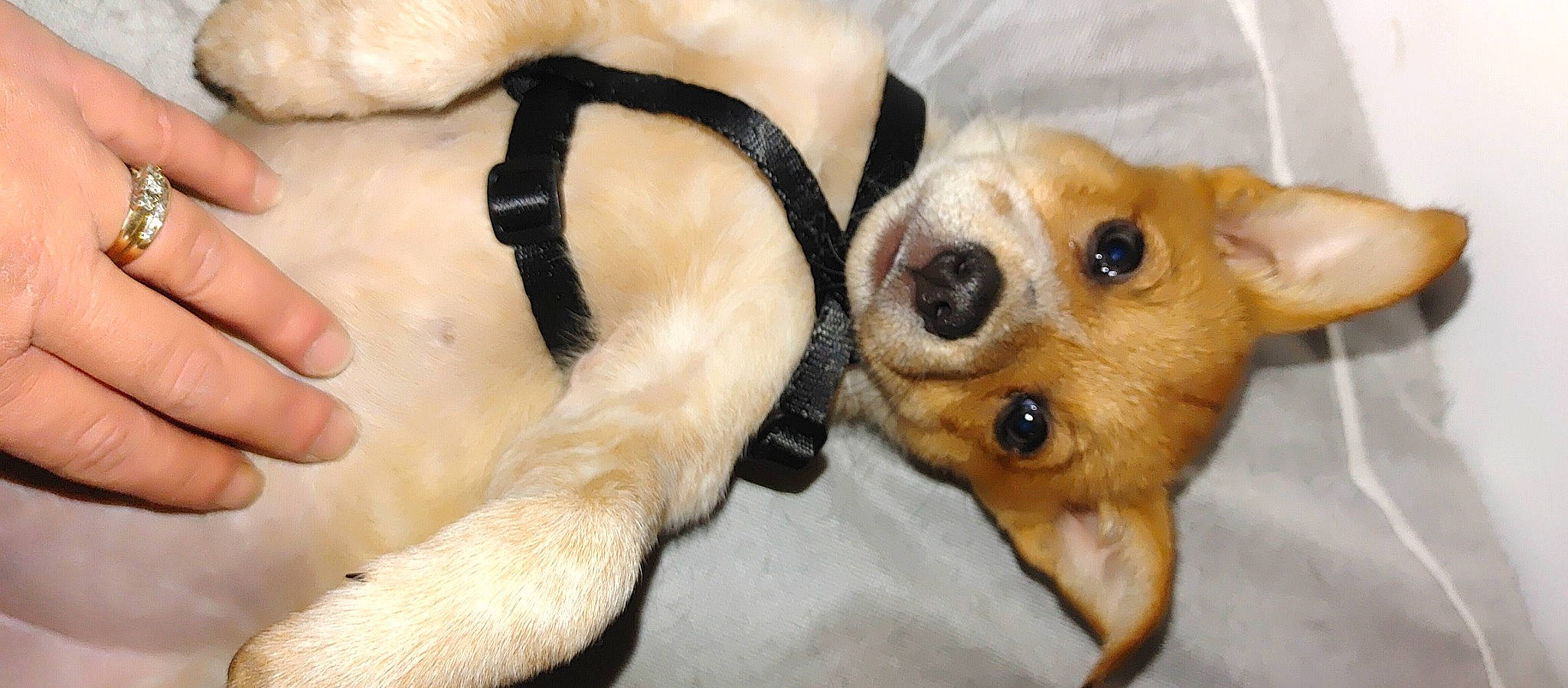 Finnie is registered to the contest to win money with this photo: beige, black, canidae, carnivore, companion_dog, dog, dog_breed, dog_supply, fawn, fur, nail, paw, pet_supply, skin, snout, sporting_group, tan, vertebrate, whiskers, working_animal