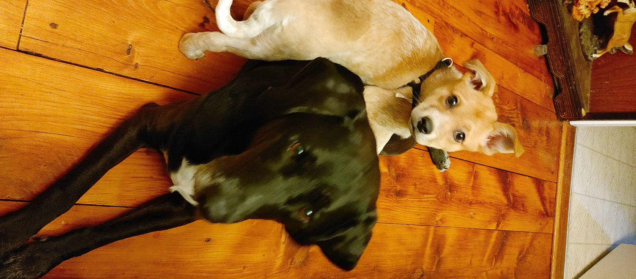 Finnie joined the competition — help win amazing prizes! carnivore, comfort, companion_dog, dog, dog_breed, dog_supply, floor, flooring, hardwood, laminate_flooring, liver, mammal, snout, sporting_group, terrestrial_animal, vertebrate, wood, wood_flooring, wood_stain, working_animal