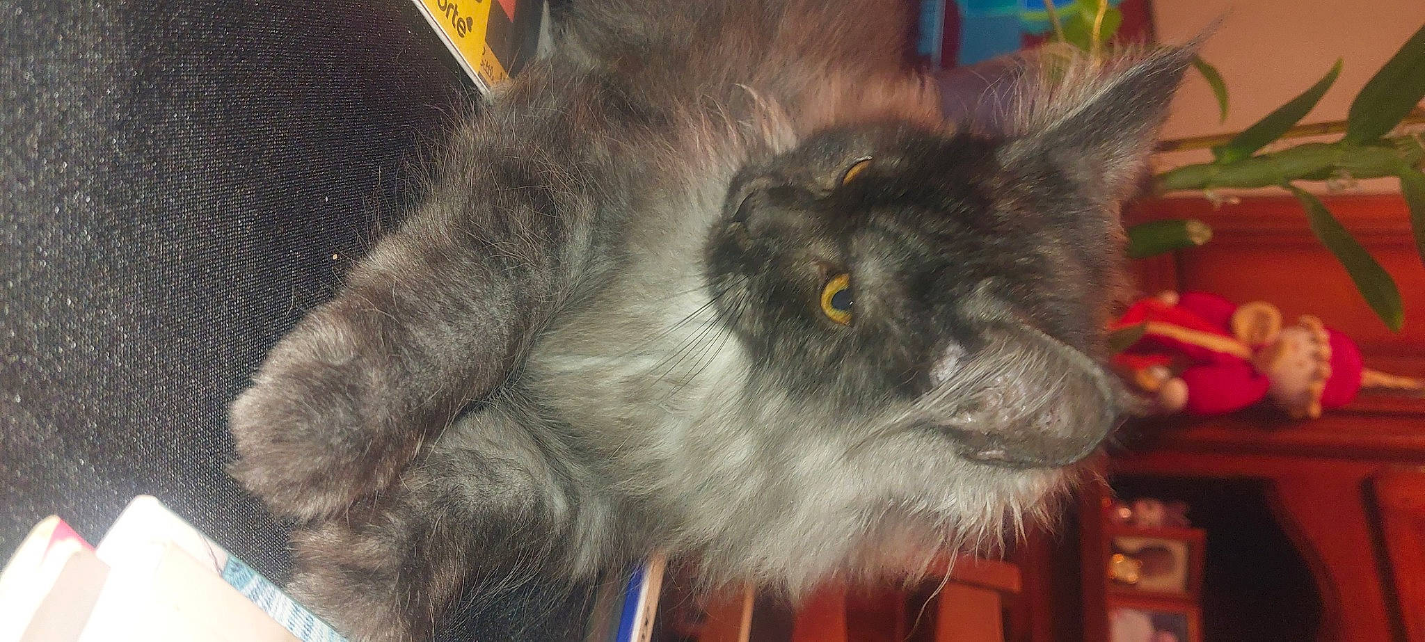 Shannel participe au concours pour gagner de l'argent avec cette photo : black_cat, british_longhair, canidae, carnivore, cat, claw, companion_dog, dog_breed, domestic_short_haired_cat, felidae, fur, grey, paw, small_to_medium_sized_cats, snout, tail, terrestrial_animal, whiskers, working_animal