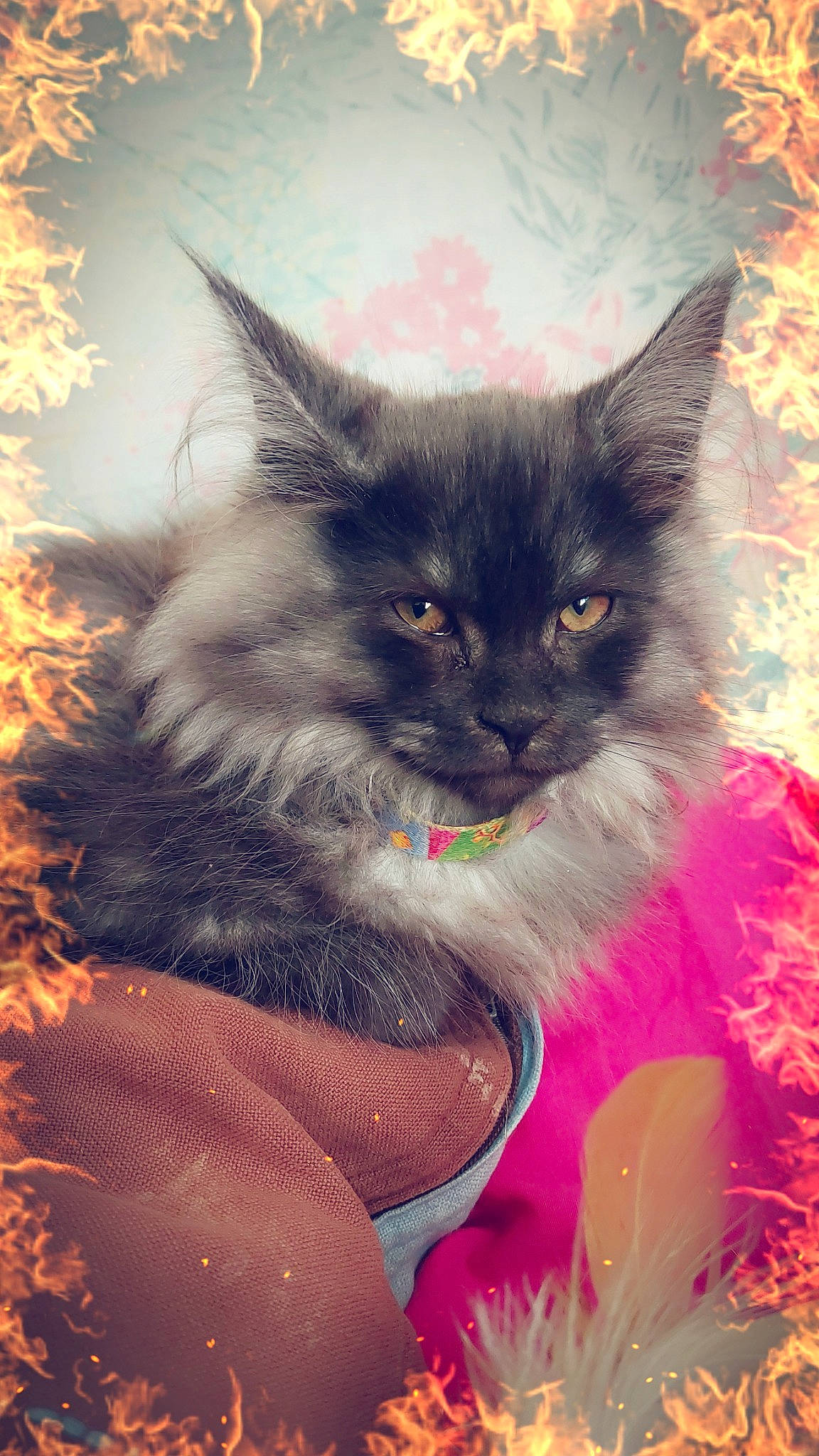 Shannel participe au concours pour gagner de l'argent avec cette photo : art, black_cat, carnivore, cat, claw, fawn, felidae, fur, grass, illustration, magenta, paw, plant, small_to_medium_sized_cats, tail, tints_and_shades, vertebrate, visual_arts, whiskers, window