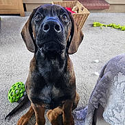 Vader is registered to the contest to win money with this photo: animal, basket, black, blanket, brown, carpet, cozy, cute, dog, ears, floor, furniture, home, indoor, looking_up, nose, pet, puppy, tail, toy