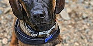 Vader is registered to the contest to win money with this photo: animal, black_nose, blue_tag, brown_eyes, canine, close_up, collar, curious, dog, domestic_animal, ears, friendly, fur, gravel, looking_up, mammal, outdoor, pet, portrait, young_dog