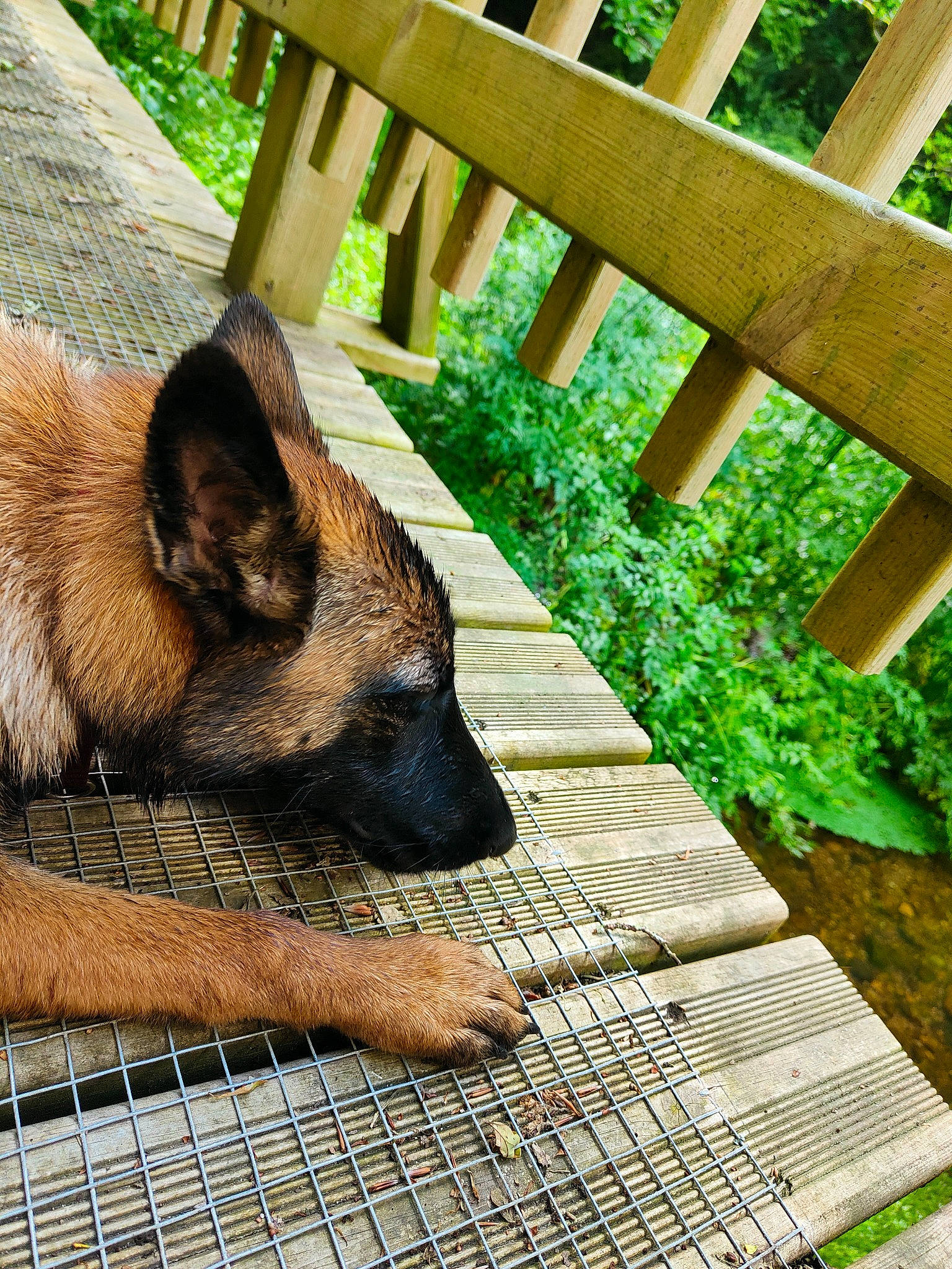 Thena participe au concours pour gagner de l'argent avec cette photo : carnivore, dog, dog_breed, fawn, fence, flooring, german_shepherd_dog, grass, groundcover, hardwood, home_fencing, king_shepherd, outdoor_furniture, pet_supply, plant, snout, terrestrial_animal, wood, wood_stain, working_animal