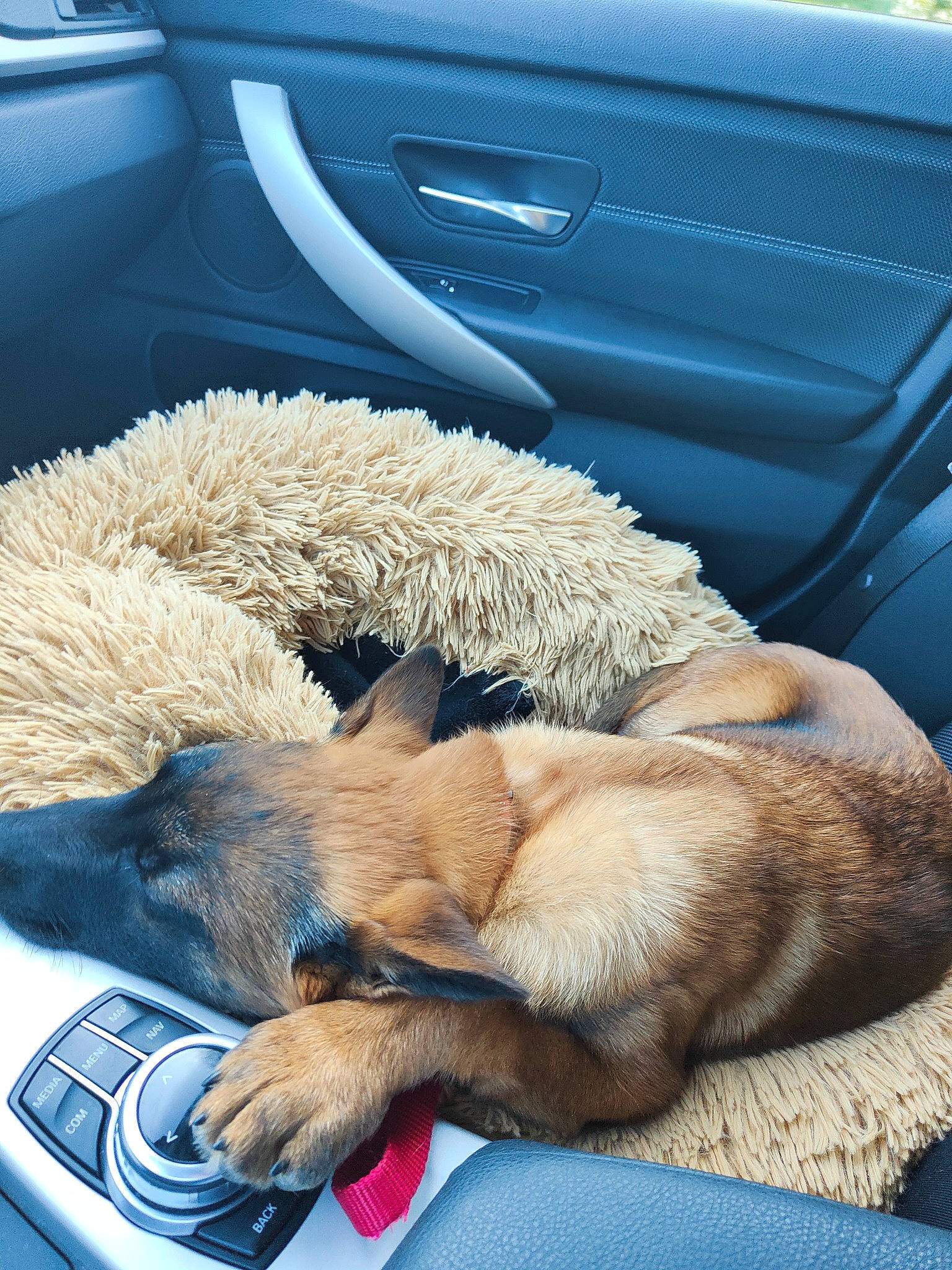 Thena participe au concours pour gagner de l'argent avec cette photo : auto_part, automotive_exterior, car, car_seat, car_seat_cover, carnivore, comfort, companion_dog, dog, dog_breed, family_car, fawn, fur, mammal, motor_vehicle, personal_luxury_car, snout, vehicle, vehicle_door, window