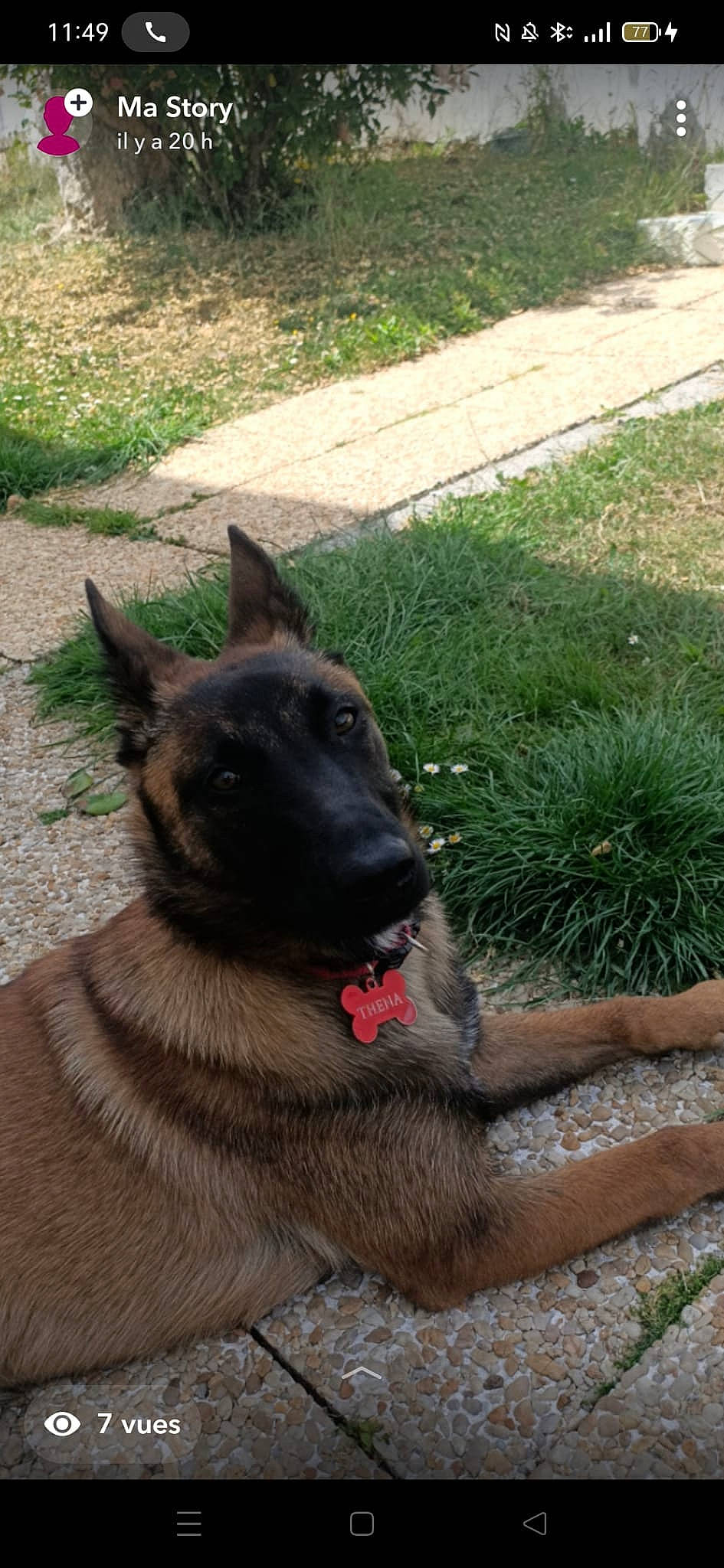 Thena a rejoint le concours — aidez-le/la à gagner de superbes lots ! belgian_shepherd_malinois, canidae, carnivore, companion_dog, dog, dog_breed, east_european_shepherd, fawn, german_shepherd_dog, grass, groundcover, herding_dog, king_shepherd, old_german_shepherd_dog, plant, sporting_group, tail, terrestrial_animal, working_animal, working_dog