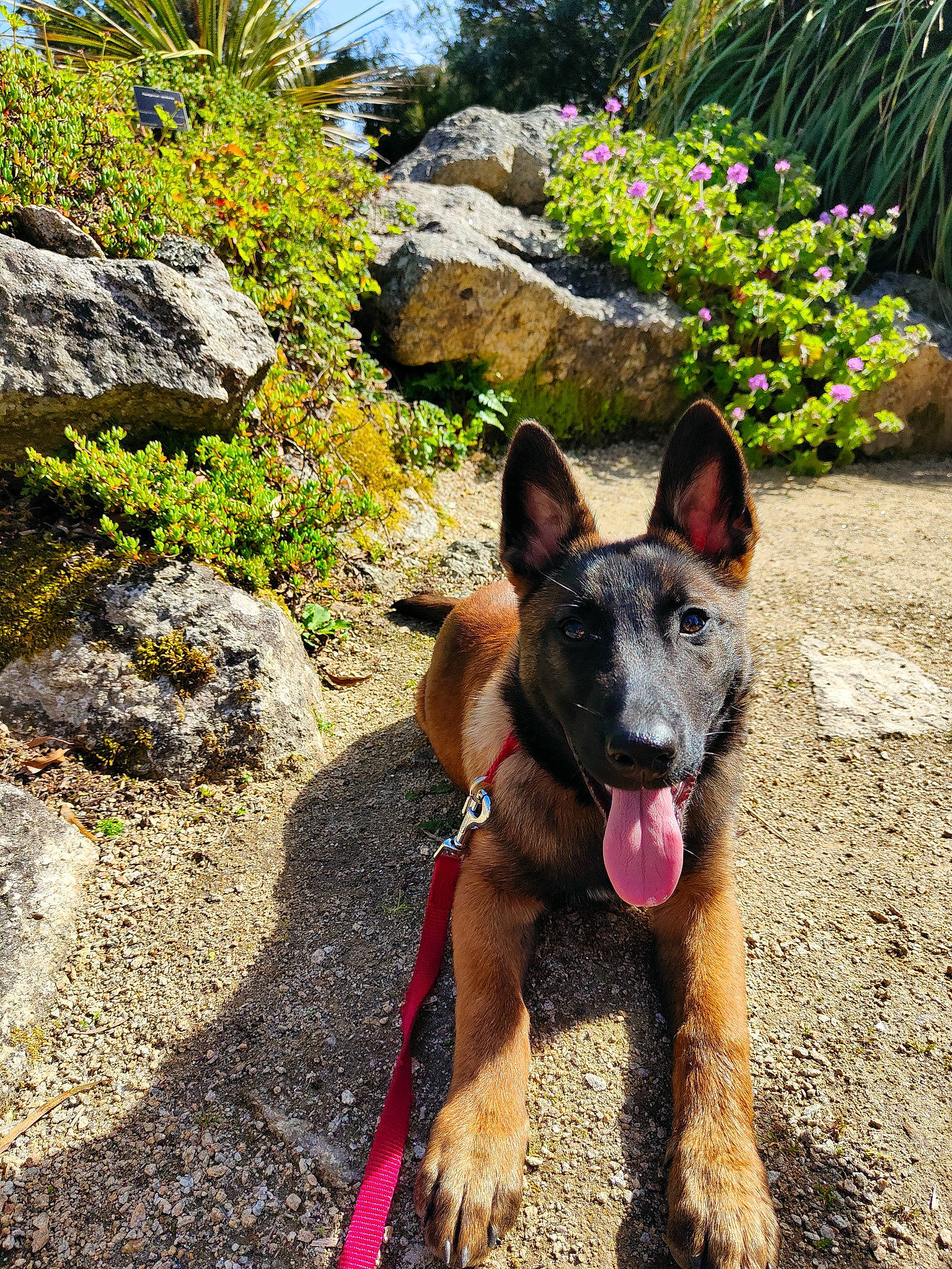 Thena a rejoint le concours — aidez-le/la à gagner de superbes lots ! bedrock, canidae, carnivore, collar, dog, dog_breed, dog_supply, fawn, flower, german_shepherd_dog, grass, herding_dog, king_shepherd, old_german_shepherd_dog, plant, rock, snout, sporting_group, working_animal, working_dog