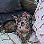 animal, cat, comfort, couch, cozy, curious, cute, ears, feline, fur, indoor, kitten, pet, pillows, relaxed, resting, striped, tabby, whiskers, young