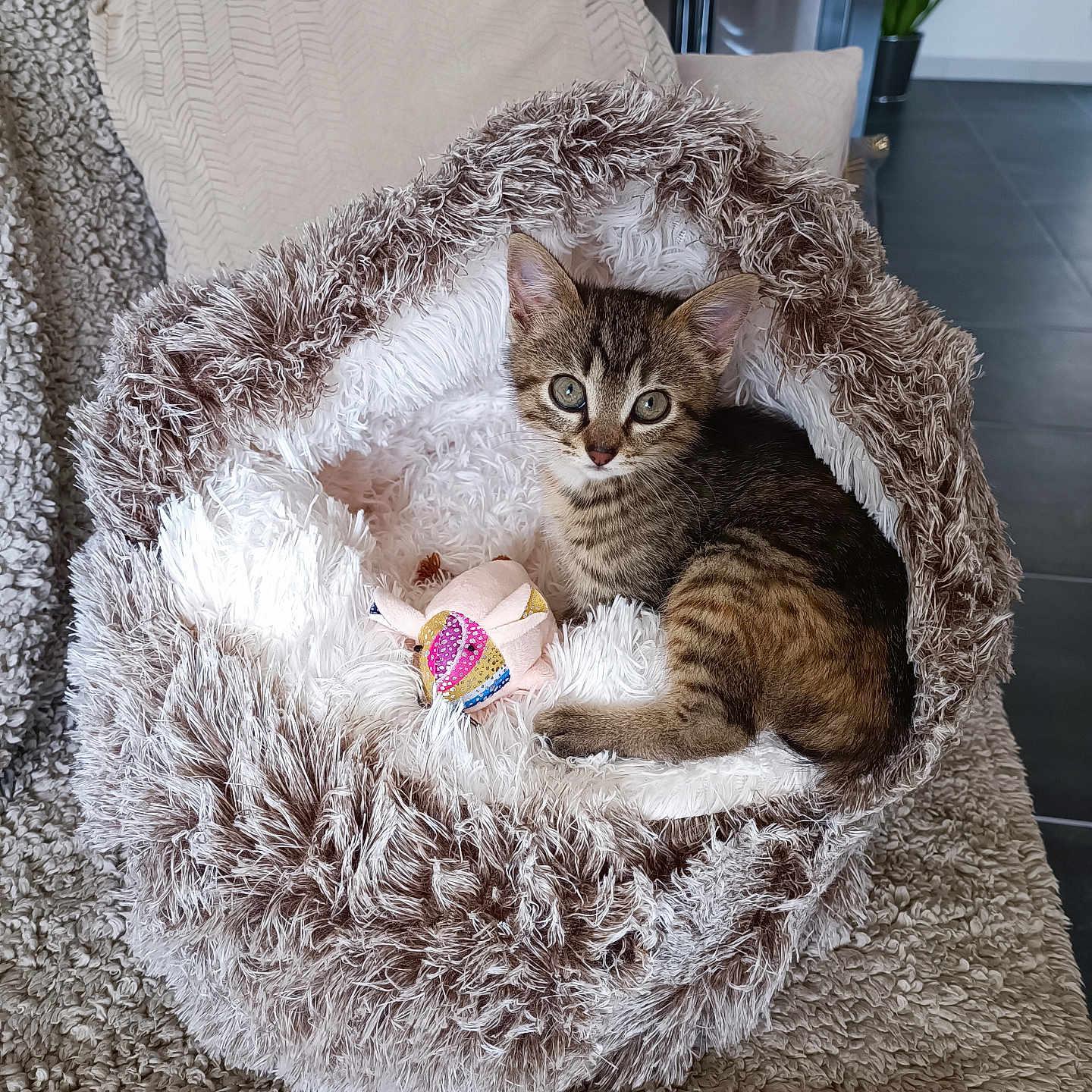 Anis participe au concours pour gagner de l'argent avec cette photo : animal, carpet, cat, cozy, curious, cute, feline, fluffy, home, indoor, kitten, living_room, pet_bed, pillow, plant, resting, small, soft, tabby, toy