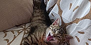Anis participe au concours pour gagner de l'argent avec cette photo : animal, beige, cat, couch, cozy, cute, fur, home, indoor, kitten, patterned_fabric, paws, pet, playful, plush_toy, relaxed, stretching, tabby, whiskers, yawning