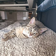 Anis a rejoint le concours — aidez-le/la à gagner de superbes lots ! animal, bed_frame, cat, close_up, cozy, curious, cute, ears, eyes, feline, fluffy_blanket, indoor, kitten, lying_down, pet, resting, soft_light, tabby, texture, whiskers