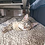 animal, bed_frame, cat, close_up, cozy, curious, cute, ears, eyes, feline, fluffy_blanket, indoor, kitten, lying_down, pet, resting, soft_light, tabby, texture, whiskers