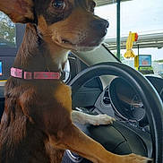 Hershey joined the competition — help win amazing prizes! dog, steering_wheel, car_interior, collar, brown_dog, small_dog, pet, animal, vehicle, dashboard, window, outdoor, gas_station, drive_thru, paw, side_view, close_up, seat, leash, companion
