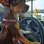 dog, steering_wheel, car_interior, collar, brown_dog, small_dog, pet, animal, vehicle, dashboard, window, outdoor, gas_station, drive_thru, paw, side_view, close_up, seat, leash, companion