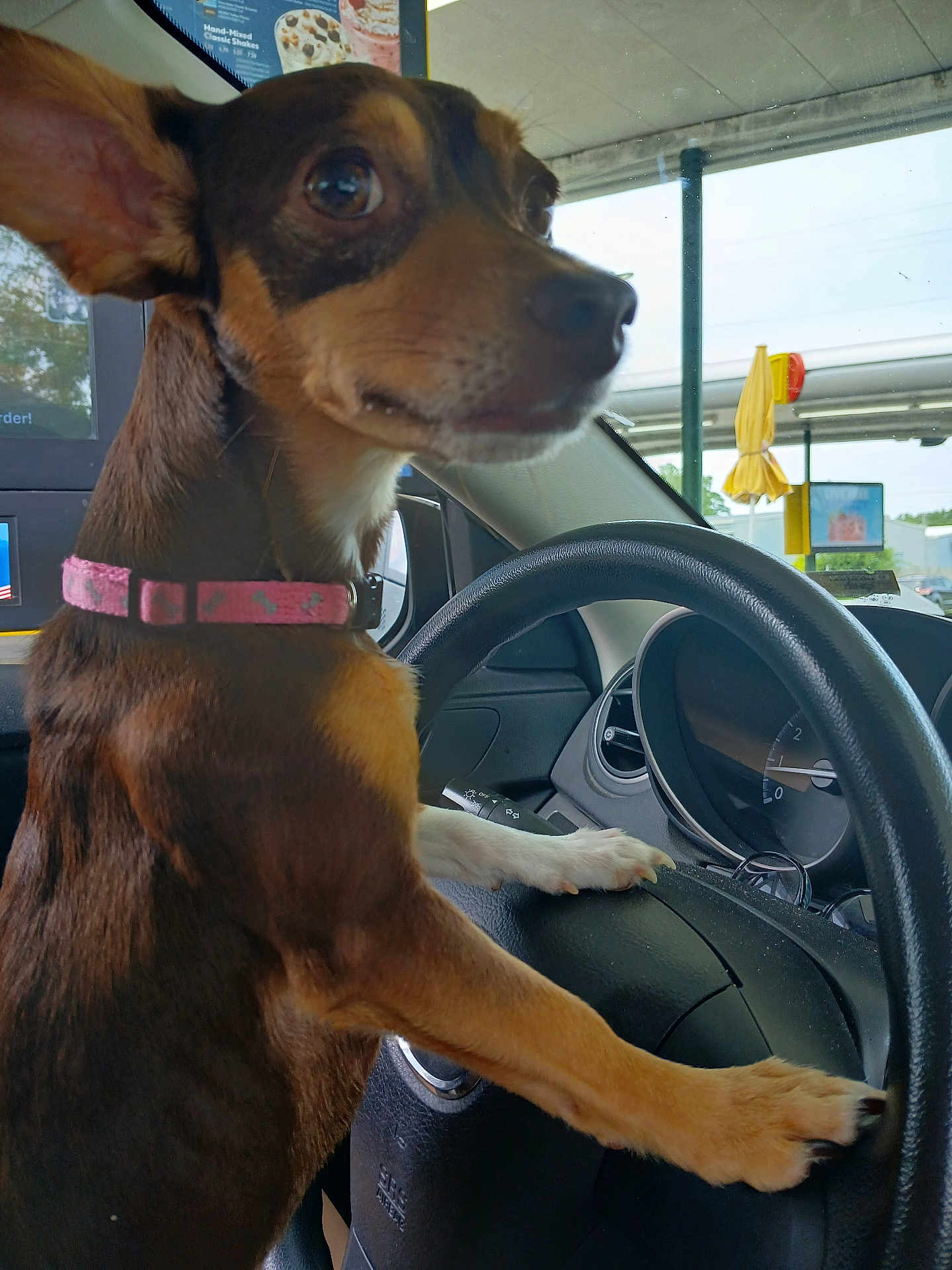 Hershey joined the competition — help win amazing prizes! dog, steering_wheel, car_interior, collar, brown_dog, small_dog, pet, animal, vehicle, dashboard, window, outdoor, gas_station, drive_thru, paw, side_view, close_up, seat, leash, companion
