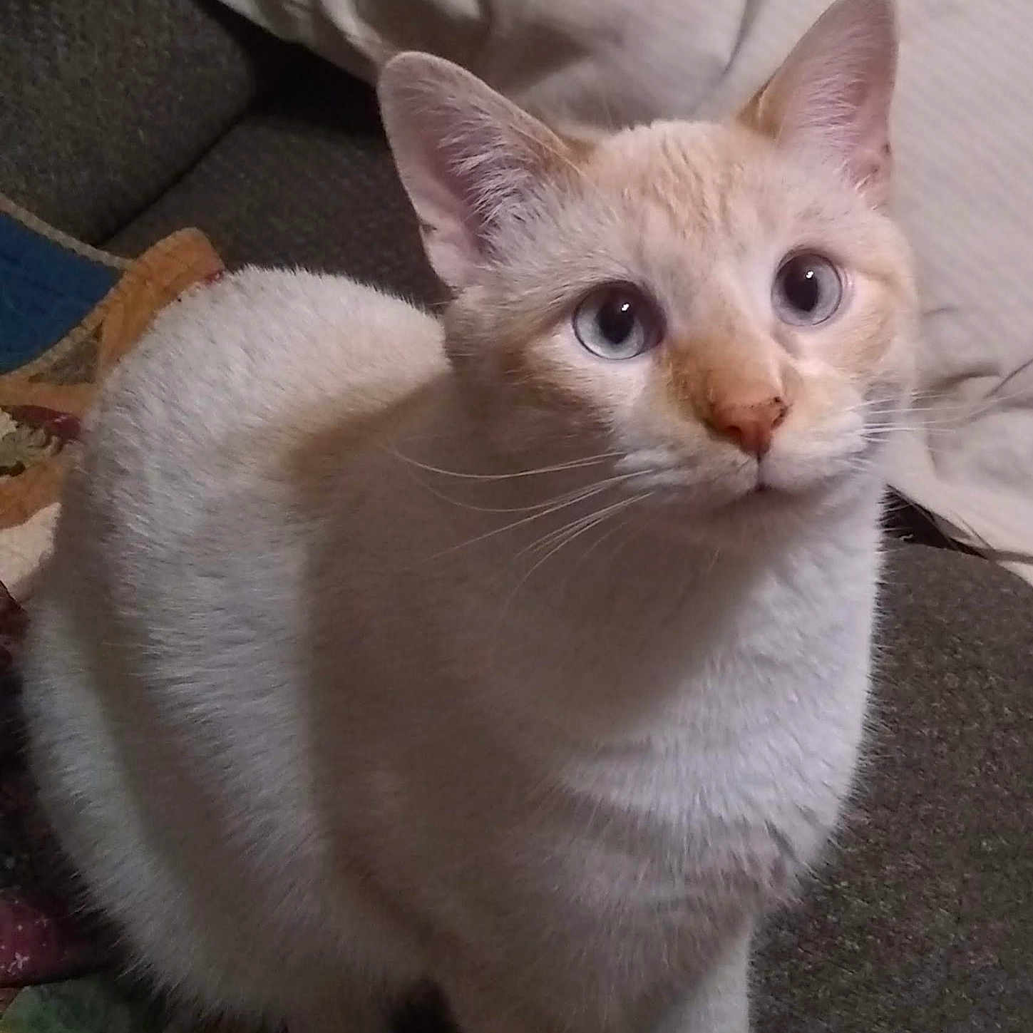 Mr. Meowgi joined the competition — help win amazing prizes! abyssinian, animal, cat, kitten, manx, pet, siamese
