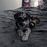 Boulder is registered to the contest to win money with this photo: bed, bedroom, black_and_white, blanket, cozy, cute, dog, indoor, lamp, looking_at_camera, moons_poster, paws, pet, portrait, puppy, soft_texture, speckled_fur, stuffed_toy, toy, wall_art
