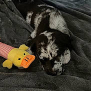 Boulder is registered to the contest to win money with this photo: adorable, bed, black_and_white, blanket, close_up, cozy, cuddly, dog, fur, indoor, nap, nose, paw, plush_toy, puppy, resting, sleeping, soft_texture, spotted_fur, toy_duck