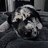 Boulder is registered to the contest to win money with this photo: bedroom, black_and_white_tone, blanket, close_up, cozy, cute, dog, fur, indoors, nose, pet, portrait, puppy, relaxation, resting, shallow_depth_of_field, sleeping, soft_texture, spotting, whiskers